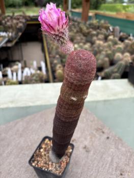 Echinocereus rigidissimus rubispinus
